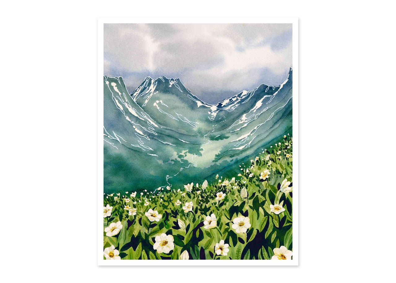 Mountain Avens Print